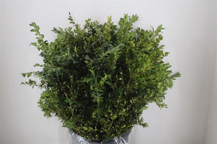<h4>Buxus Green 400gr P Bunch</h4>
