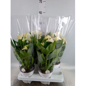 Anthurium andr. 'White Champion'