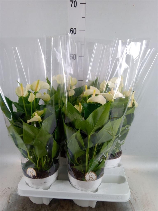 <h4>Anthurium andr. 'White Champion'</h4>