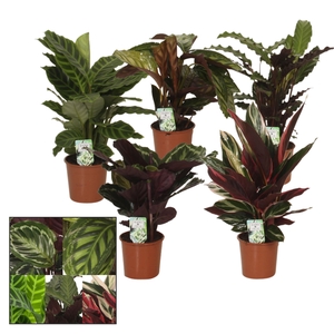 Calathea gemengd 4 soorten