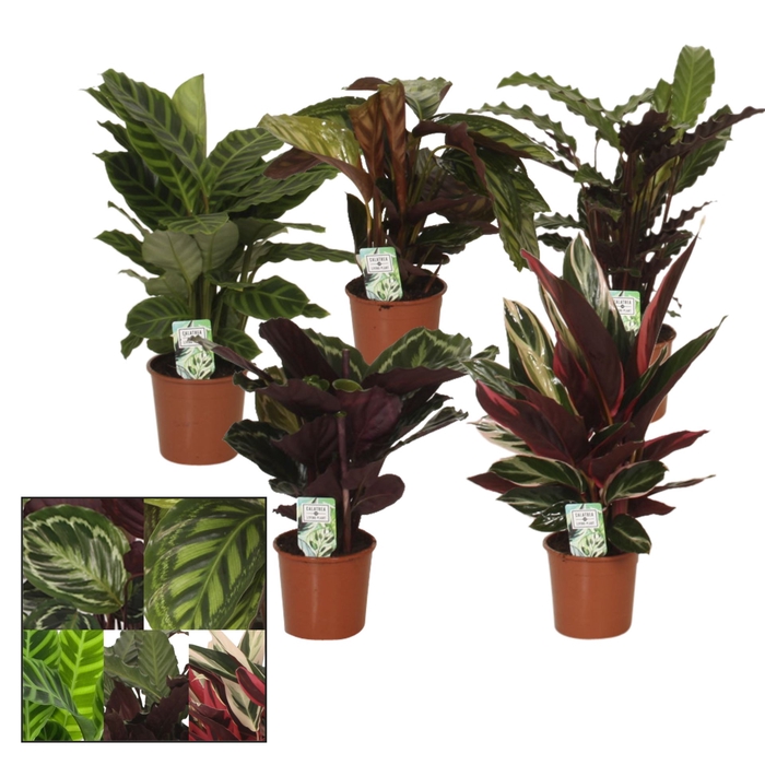 <h4>Calathea gemengd 4 soorten</h4>