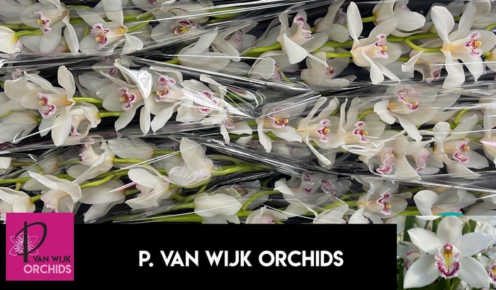 <h4>CYMB T SILVER</h4>