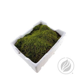 Mos Platmos (black Box)