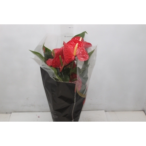 ANTHURIUM MICHIGAN P17 PREMIUM