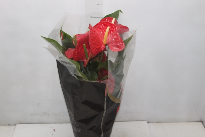 <h4>ANTHURIUM MICHIGAN P17 PREMIUM</h4>