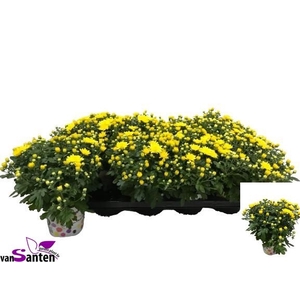 CHRY GARD YELLOW