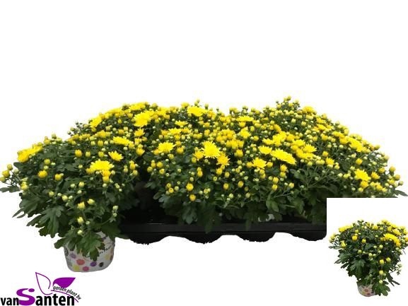 <h4>CHRY GARD YELLOW</h4>