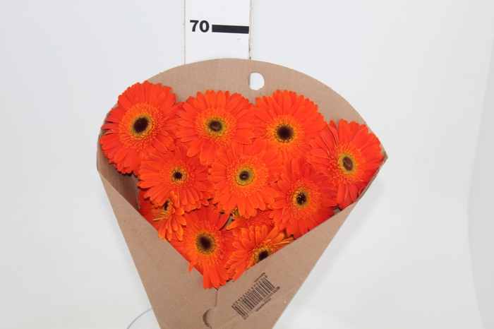 <h4>GERBERA DUNE >10 CM DIAM <050 CM LARANJA</h4>