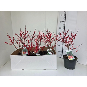 ILEX VERTICILLATA