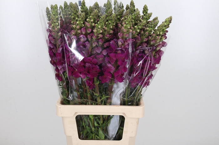 <h4>Antirrhinum Rood</h4>