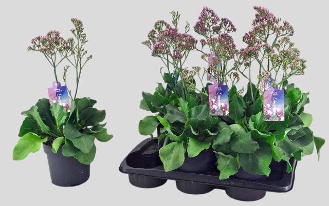 <h4>Limonium  'Salt Lake'</h4>