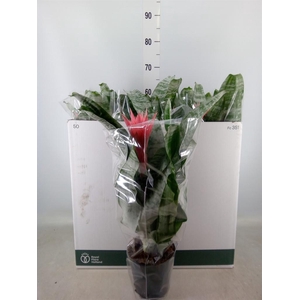 Aechmea fasciata 'Primera'