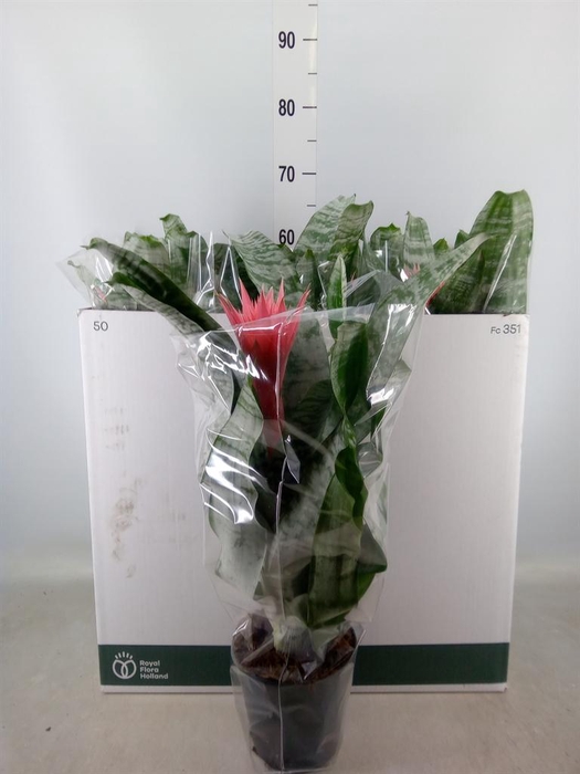 <h4>Aechmea fasciata 'Primera'</h4>