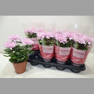 Chrys Supnova Pink