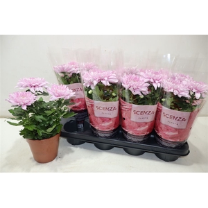 Chrys Supnova Pink