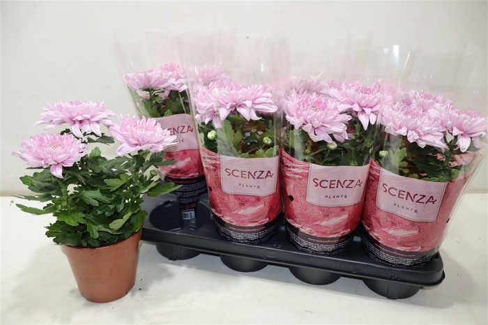 <h4>Chrys Supnova Pink</h4>