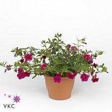CALIB CA CHERRY ROSE