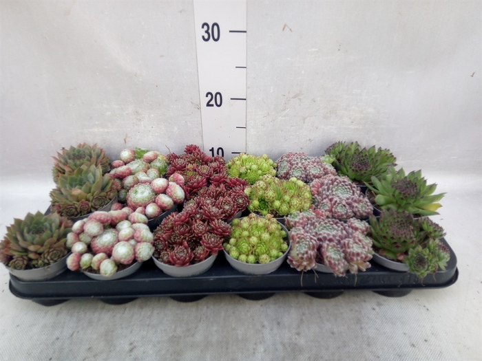 <h4>Sempervivum   ...</h4>