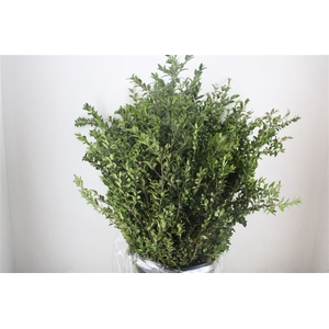 Buxus Green P Bunch