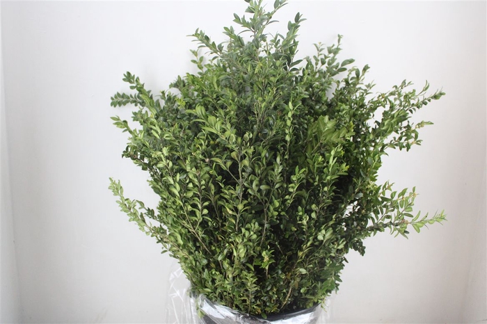 <h4>Buxus Green P Bunch</h4>