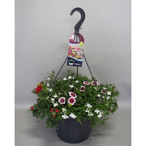 Hangpotten 37 cm met waterreservoir Mix 03 Light pink eye mix