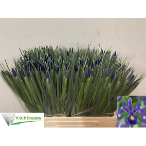 IRIS BLUE MAGIC