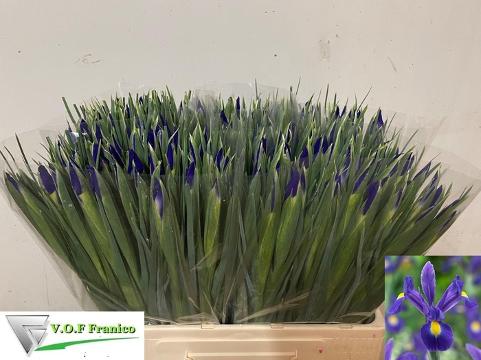 <h4>IRIS BLUE MAGIC</h4>