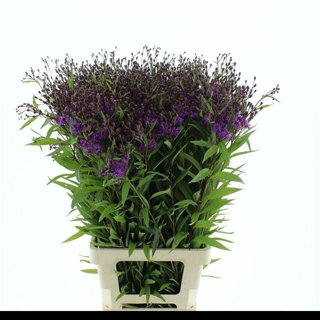 <h4>VERNONIA CRINITA</h4>