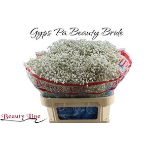 GYPS PA BEAUTY BRIDE