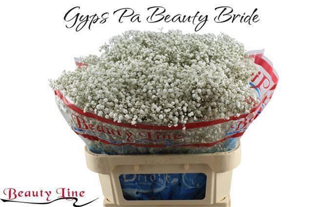 <h4>GYPS PA BEAUTY BRIDE</h4>