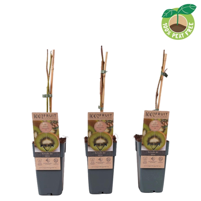 <h4>Actinidia deliciosa Jenny</h4>