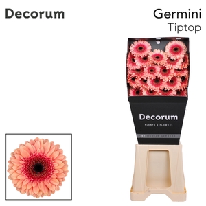 Germini Tiptop Diamond