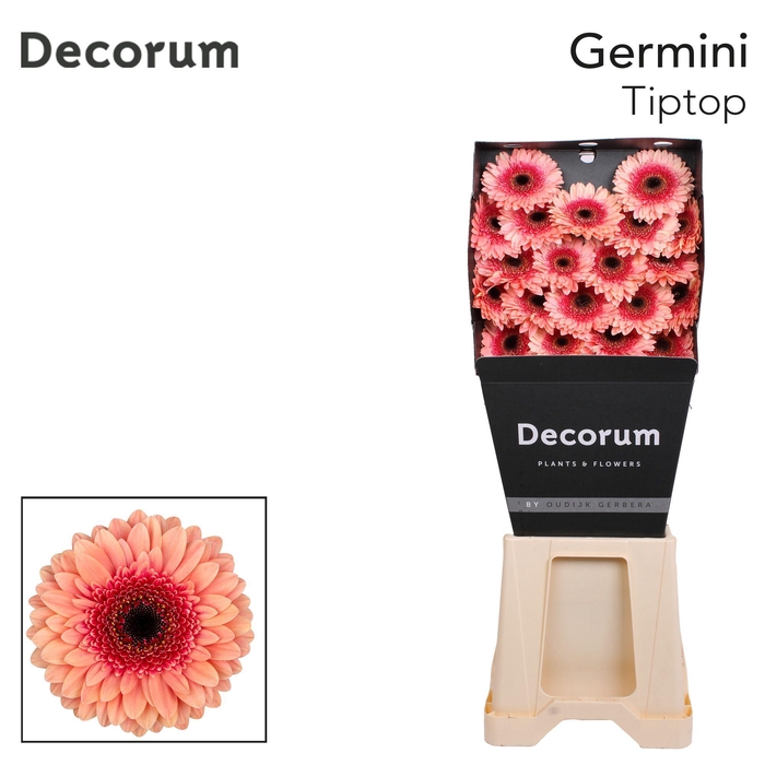 <h4>Germini Tiptop Diamond</h4>