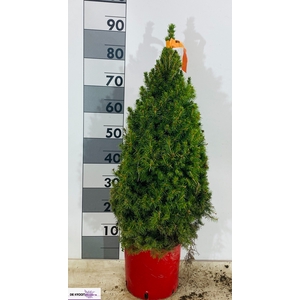 PICEA AB CONICA