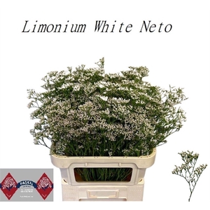 Lim Cas White Neto