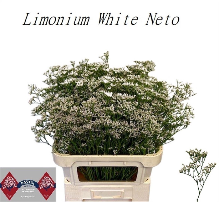 <h4>Lim Cas White Neto</h4>