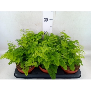 Adiantum raddi. 'Fritz-Luthi'