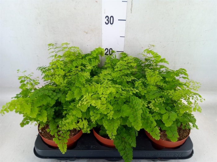 <h4>Adiantum raddi. 'Fritz-Luthi'</h4>