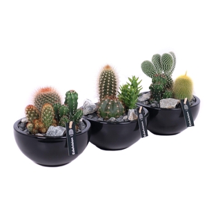 Cactus in zwarte schaal met zwart grof grind, keien en etiket EV987