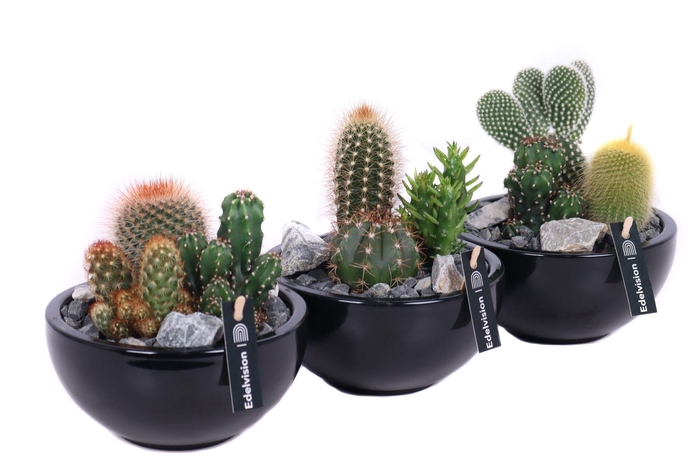 <h4>Cactus in zwarte schaal met zwart grof grind, keien en etiket EV987</h4>