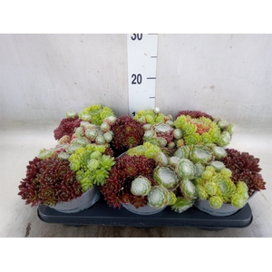 Sempervivum   ...