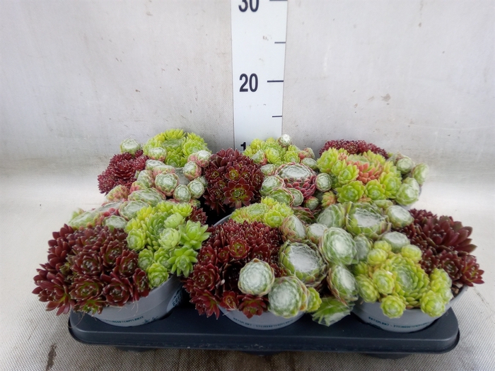 <h4>Sempervivum   ...</h4>