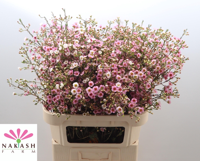 <h4>Cham Un Leilani</h4>