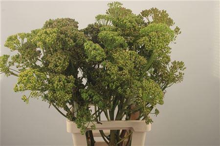 <h4>Foeniculum Vulgare</h4>