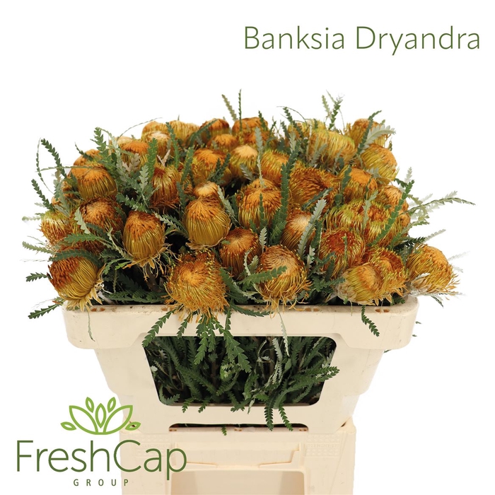 <h4>Banksia Dryandra</h4>