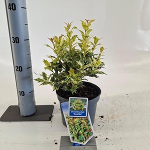 Osmanthus het. ‘Goshiki’