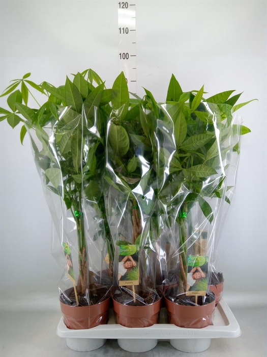 <h4>Pachira aquatica</h4>