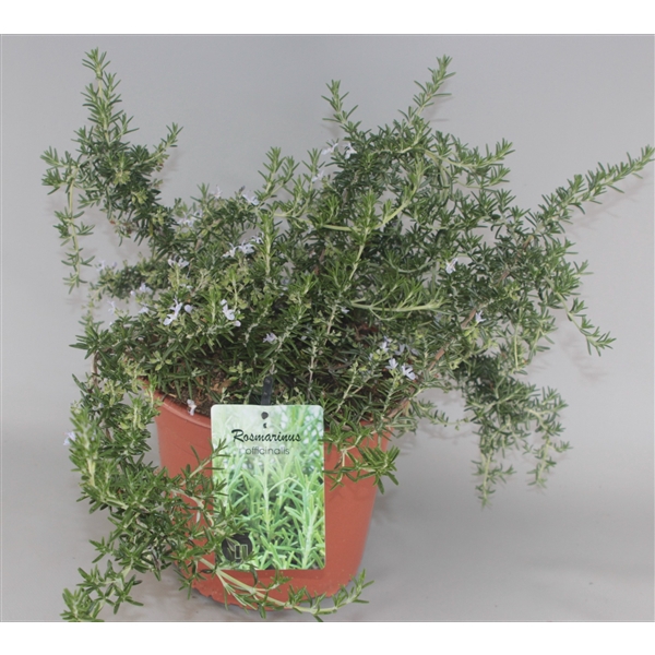 <h4>Rosmarinus Officinalis Capri C5</h4>