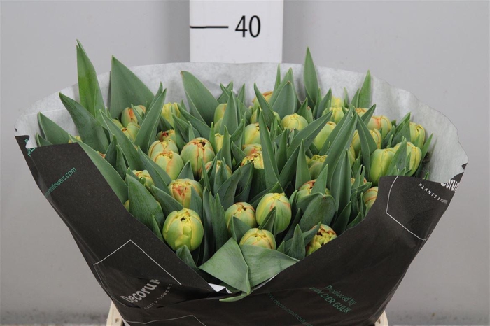 <h4>Tu Du Limerick</h4>