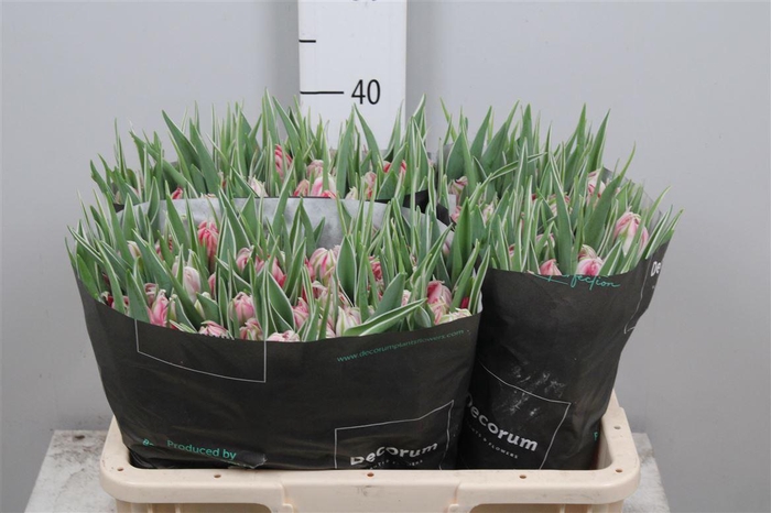 <h4>Tu Du Flash Point</h4>